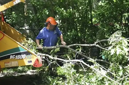 tree services Lemay